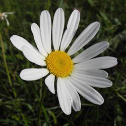 Česká botanická společnost