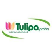 Tulipa Praha