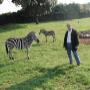 Krotká zebra.