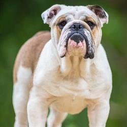 Veterinární klinika Semily