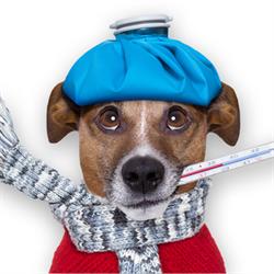 Veterinární ordinace - MVDr. Petr Vymazal