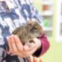 Veterinární centrum Strakonice