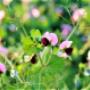 TURNIA