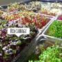 Prague Microgreens Farm s.r.o.