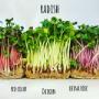 Prague Microgreens Farm s.r.o.