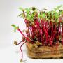 Prague Microgreens Farm s.r.o.