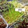 Prague Microgreens Farm s.r.o.