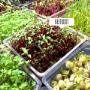 Prague Microgreens Farm s.r.o.