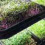 Prague Microgreens Farm s.r.o.