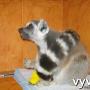 Veterinář Vyškov