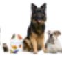 Veterinář Vyškov