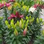Okrasné zahradnictví, květinka Lánov