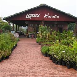 Larix Lusatia