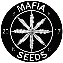 Mafia Seeds
