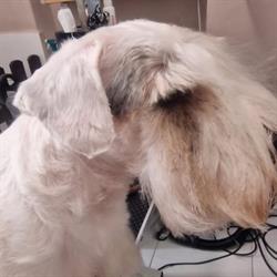 Psí salon Viky