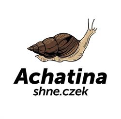 Achatina shne.czek