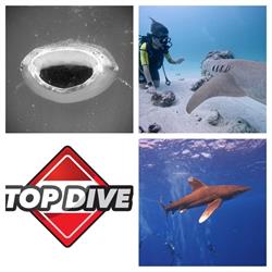 TOP DIVE s.r.o.