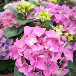 Zahradnictví Kývala