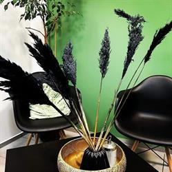Studio Angelina
