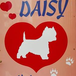 Psí salon Daisy MB