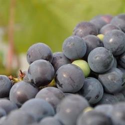 RADOVINO s.r.o.