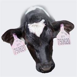 CBS Genetics sro