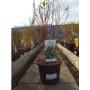 FLORCENTER, s.r.o.