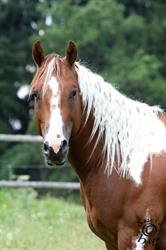 RANCH CALYPSO