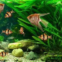 Akvaristika - Marta Nevláčilová