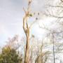 Lesmeni - Rizikové kácení stromů a Arboristika