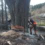 Lesmeni - Rizikové kácení stromů a Arboristika