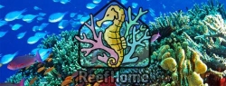 ReefHome - Mořská akvaristika Český Těšín