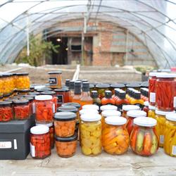 World of Chilli