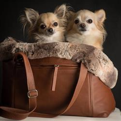 Winner Pet