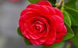 Květinářství Camellia
