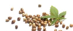 Happy seeds
