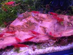 Shrimpmoss