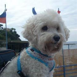 PetShopValentino