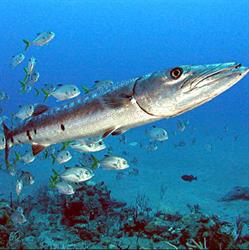 Barracuda