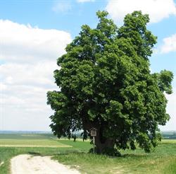 Škola TILIA