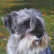 Veterinární ordinace Albrechtice