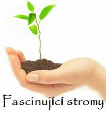 FascinujícíPaulownia
