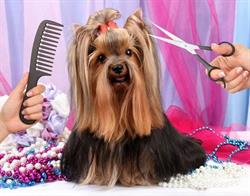 Psí salon Brit
