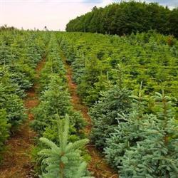 Vánoční stromky - plantáž Větřkovice
