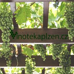 Vinotéka Plzeň