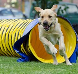 Dog Sport