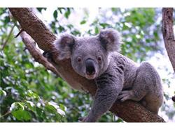 Ubytování Koala