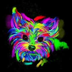 Dog's we are - SPA -salon pro psy