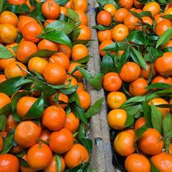 Fresh Mandarinka s.r.o
