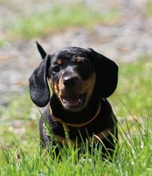 Veterinární ordinace Kájov